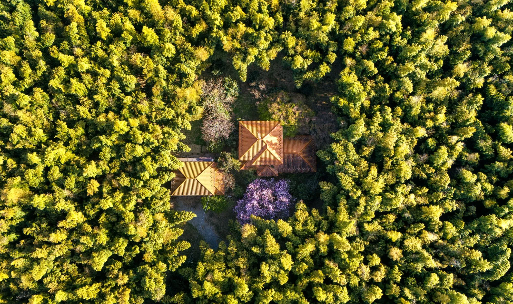 An overhead view of a house roof set in dense woodland