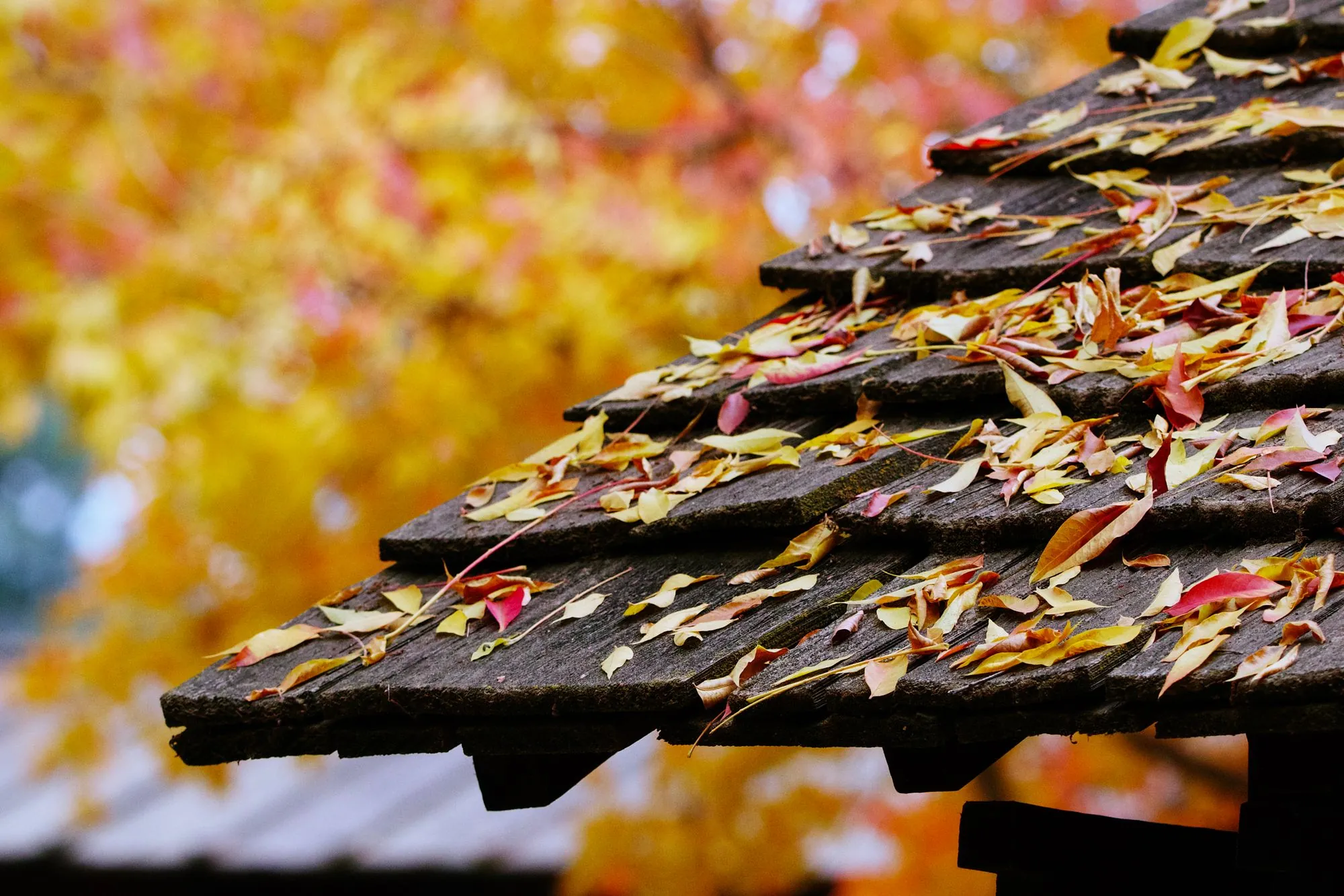 Autumn leaves lying thick along the edge of a roof above the gutter